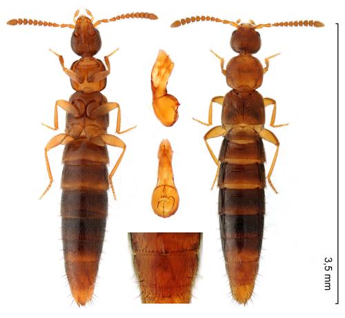 Geostiba circellaris